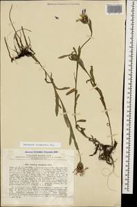 Cyanus triumfettii (All.) Dostál ex Á.Löve & D.Löve, Caucasus, Azerbaijan (K6) (Azerbaijan)