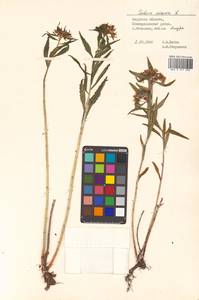 Phedimus aizoon (L.) 't Hart, Siberia, Russian Far East (S6) (Russia)