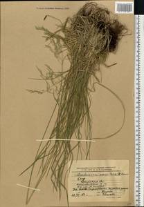 Deschampsia cespitosa (L.) P.Beauv., Eastern Europe, Belarus (E3a) (Belarus)