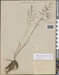 Catabrosa aquatica (L.) P.Beauv., Eastern Europe, Central region (E4) (Russia)