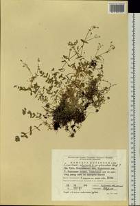 Cerastium alpinum L., Eastern Europe, Eastern region (E10) (Russia)