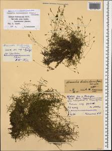 Sabulina biebersteinii (Rupr.) Dillenb. & Kadereit, Caucasus, North Ossetia, Ingushetia & Chechnya (K1c) (Russia)