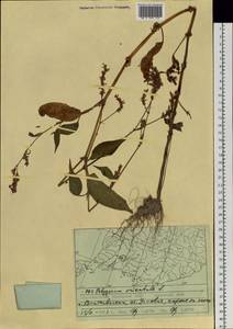 Persicaria orientalis (L.) Spach, Siberia, Russian Far East (S6) (Russia)