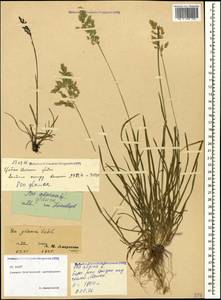 Poa glauca Vahl, Caucasus, North Ossetia, Ingushetia & Chechnya (K1c) (Russia)