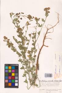 Medicago sativa L., Eastern Europe, Lower Volga region (E9) (Russia)