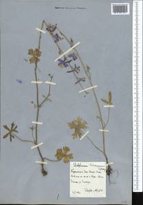 Delphinium turkmenum Lipsky, Middle Asia, Kopet Dag, Badkhyz, Small & Great Balkhan (M1) (Turkmenistan)