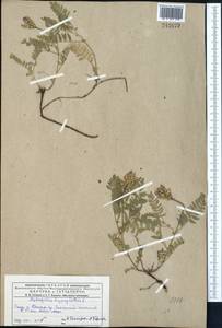 Astragalus danicus Retz., Middle Asia, Dzungarian Alatau & Tarbagatai (M5) (Kazakhstan)