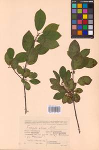 Frangula alnus Mill., Eastern Europe, Western region (E3) (Russia)