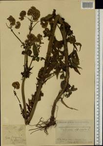 Valeriana officinalis L., Eastern Europe, North Ukrainian region (E11) (Ukraine)