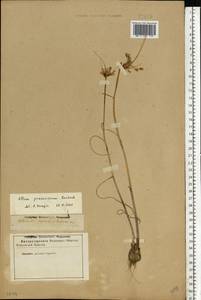 Allium praescissum Rchb., Eastern Europe, Lower Volga region (E9) (Russia)