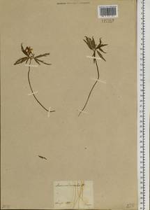 Anemone caerulea DC., Siberia, Western Siberia (S1) (Russia)