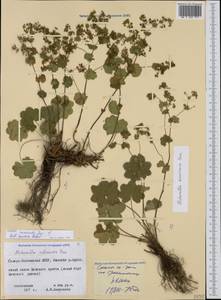 Alchemilla speciosa Buser, Caucasus, North Ossetia, Ingushetia & Chechnya (K1c) (Russia)