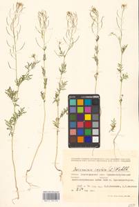 Descurainia sophia (L.) Webb ex Prantl, Eastern Europe, Lower Volga region (E9) (Russia)