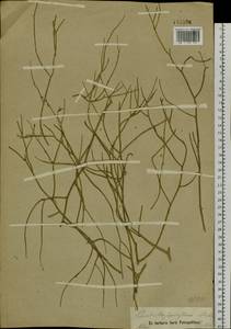 Chondrilla pauciflora Ledeb., Siberia, Altai & Sayany Mountains (S2) (Russia)