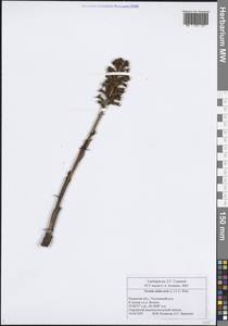 Neottia nidus-avis (L.) Rich., Eastern Europe, Central region (E4) (Russia)