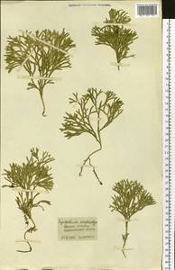 Diphasiastrum complanatum (L.) Holub, Siberia, Western Siberia (S1) (Russia)