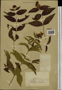Lysimachia vulgaris L., Siberia, Altai & Sayany Mountains (S2) (Russia)