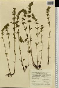 Dracocephalum thymiflorum L., Eastern Europe, Eastern region (E10) (Russia)