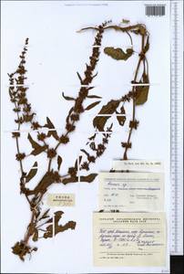 Rumex, South Asia, South Asia (Asia outside ex-Soviet states and Mongolia) (ASIA) (China)