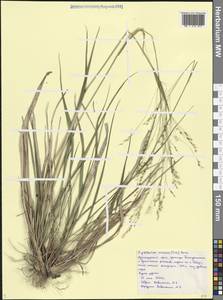 Achnatherum virescens (Trin.) Banfi, Galasso & Bartolucci, Caucasus, Black Sea Shore (from Novorossiysk to Adler) (K3) (Russia)