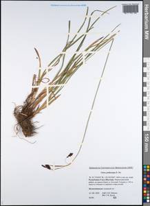 Carex podocarpa R.Br., Siberia, Yakutia (S5) (Russia)