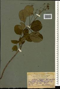 Cotinus coggygria Scop., Caucasus, Georgia (K4) (Georgia)