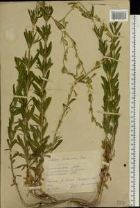 Silene tatarica (L.) Pers., Eastern Europe, Eastern region (E10) (Russia)