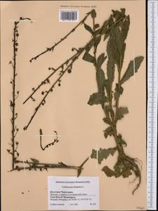 Verbascum blattaria L., Western Europe (EUR) (Montenegro)