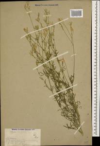 Crupina vulgaris (Pers.) Cass., Caucasus, Armenia (K5) (Armenia)