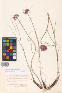 Allium cretaceum, Eastern Europe, Eastern region (E10) (Russia)