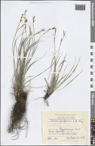 Carex pediformis C.A.Mey., Siberia, Baikal & Transbaikal region (S4) (Russia)