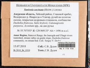 Sanionia uncinata (Hedw.) Loeske, Bryophytes, Bryophytes - Russian Far East (excl. Chukotka & Kamchatka) (B20) (Russia)