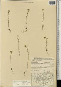 Stevenia alyssoides Adams & Fisch., Mongolia (MONG) (Mongolia)