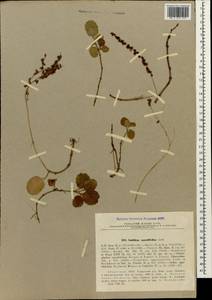 Umbilicus oppositifolius (Ledeb.) Ledeb., Caucasus, Abkhazia (K4a) (Abkhazia)