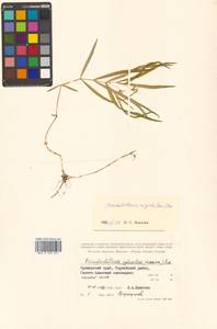 Pseudostellaria rigida (Kom.) Pax, Siberia, Russian Far East (S6) (Russia)