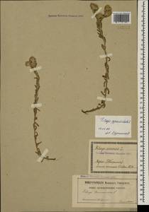 Filago pyramidata L., Caucasus, Georgia (K4) (Georgia)