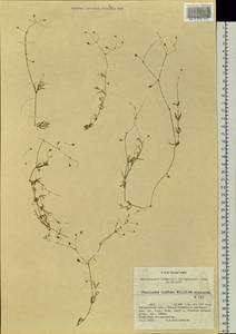 Stellaria longifolia (Regel) Muhl. ex Willd., Siberia, Chukotka & Kamchatka (S7) (Russia)