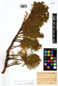 Juniperus pseudosabina Fisch. & C.A.Mey., Siberia, Baikal & Transbaikal region (S4) (Russia)