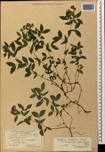 Lathyrus laxiflorus (Desf.)Kuntze, Caucasus, Krasnodar Krai & Adygea (K1a) (Russia)