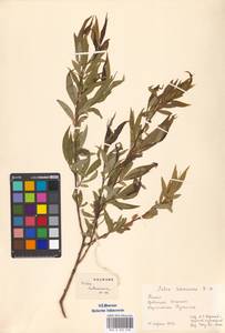 Salix babylonica L., South Asia, South Asia (Asia outside ex-Soviet states and Mongolia) (ASIA) (China)