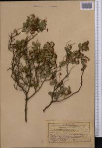 Spiraea trilobata L., Middle Asia, Dzungarian Alatau & Tarbagatai (M5) (Kazakhstan)