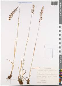 Trisetum altaicum Roshev., Siberia, Altai & Sayany Mountains (S2) (Russia)