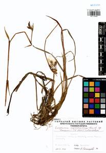 Eriophorum angustifolium subsp. komarovii (V.N.Vassil.) Vorosch., Siberia, Baikal & Transbaikal region (S4) (Russia)