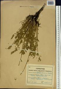 Oxytropis songorica (Pall.)DC., Siberia, Western (Kazakhstan) Altai Mountains (S2a) (Kazakhstan)