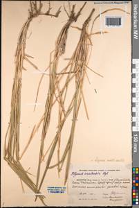 Leymus multicaulis (Kar. & Kir.) Tzvelev, Middle Asia, Caspian Ustyurt & Northern Aralia (M8) (Kazakhstan)