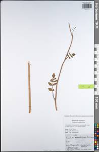 Pimpinella saxifraga L., Eastern Europe, Central region (E4) (Russia)
