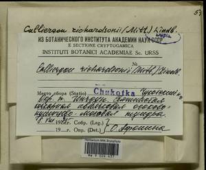 Calliergon richardsonii (Mitt.) Kindb. ex G. Roth, Bryophytes, Bryophytes - Chukotka & Kamchatka (B21) (Russia)