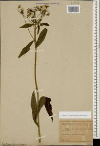 Senecio propinquus Schischk., Caucasus, Abkhazia (K4a) (Abkhazia)