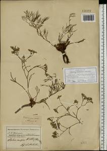 Limonium bellidifolium (Gouan) Dumort., Eastern Europe, South Ukrainian region (E12) (Ukraine)