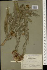 Cirsium canum (L.) All., Caucasus, Armenia (K5) (Armenia)
